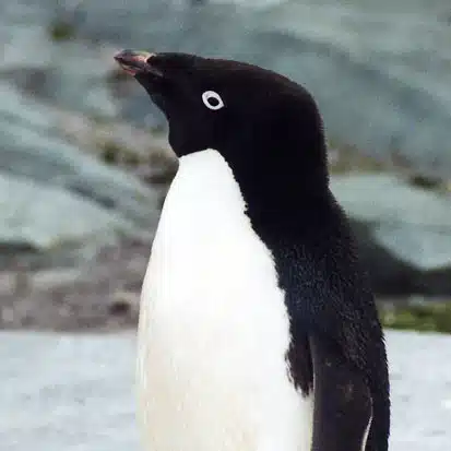 考えるアデリーペンギン