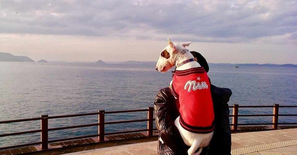 子犬ちゃんの反抗期とは その時の対応を間違ってしまった時の人間の正しい行動とは ゆみひろワールド Note