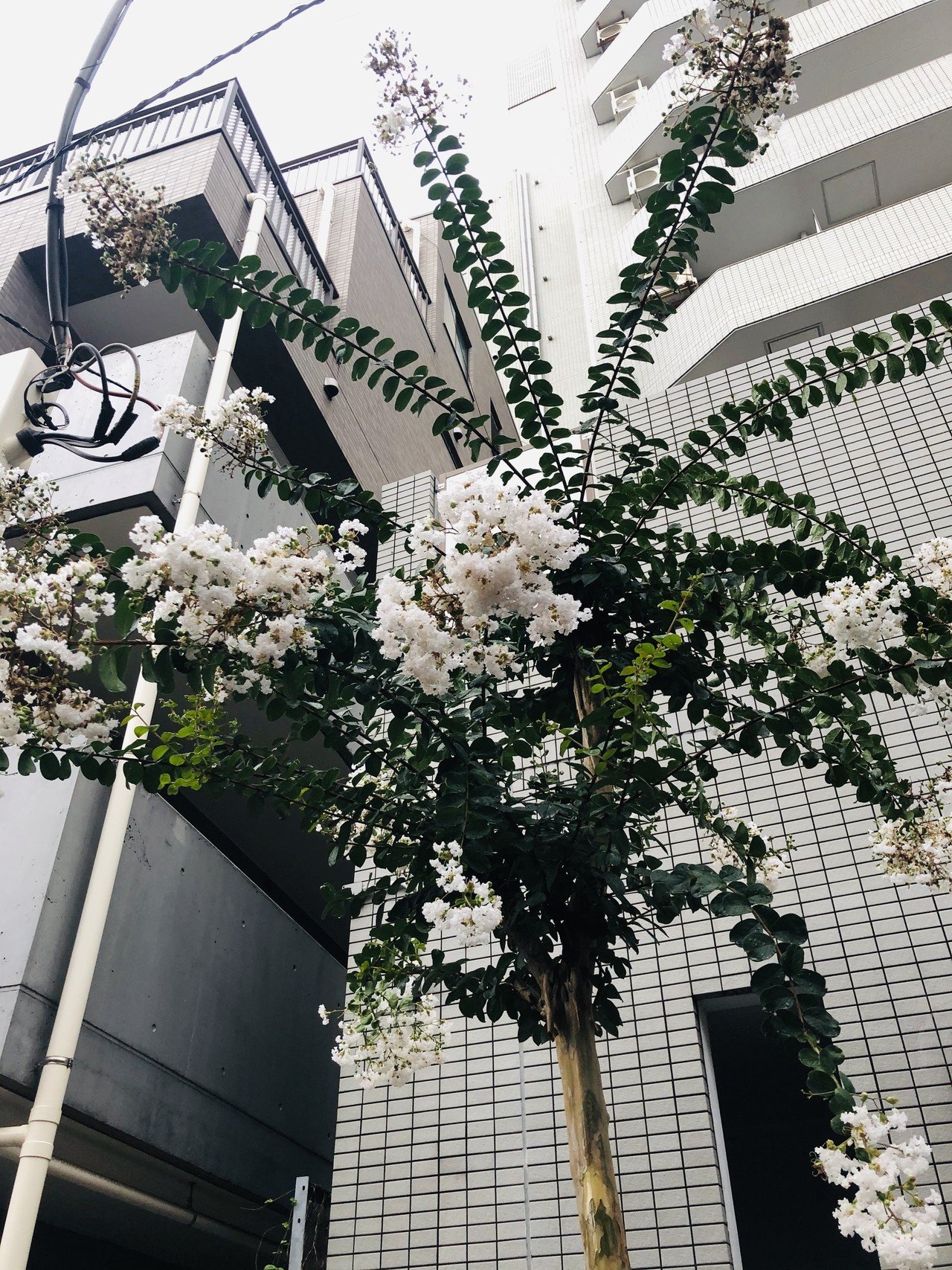 今 撮影できる花 東京編 Vol 1 Yugyo Algernon Note