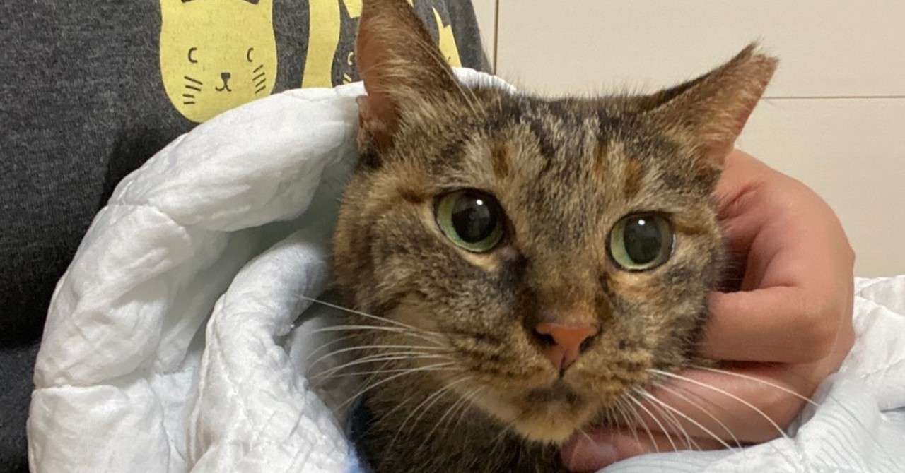 ちゃーちゃんのこと しっぽのしらべ Note