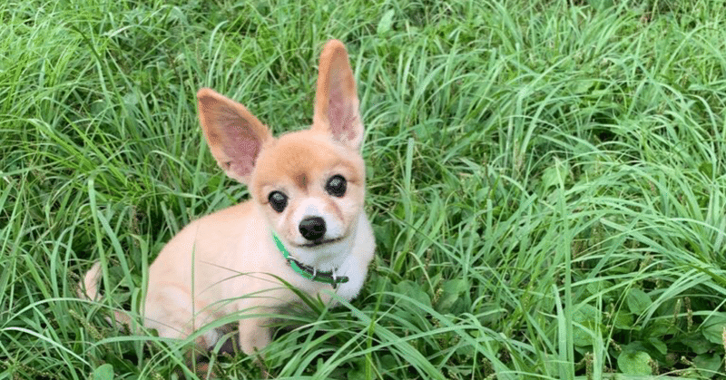 犬を飼って後悔しないために とびわん Note