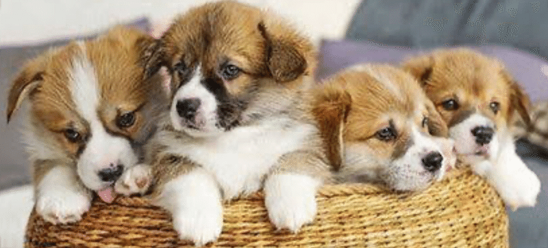 犬を飼って後悔しないために とびわん Note