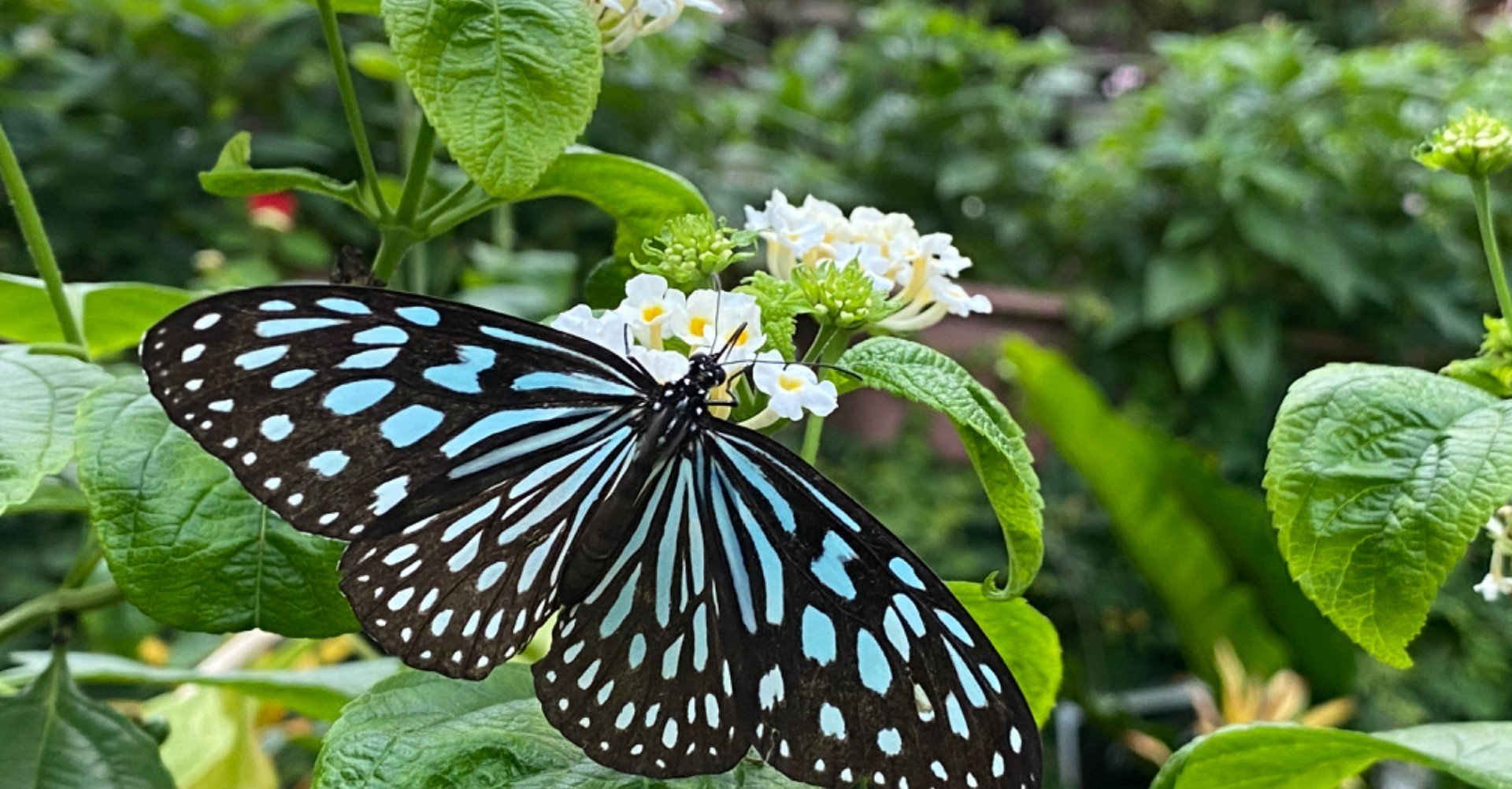 淡い青色が美しい リュウキュウアサギマダラを捕まえた Noriaki Kawanishi 田舎暮らしデザイナー Note 淡い青色が美しい リュウキュウアサギマダラを捕まえた Noriaki Kawanishi 田舎暮らしデザイナー Note