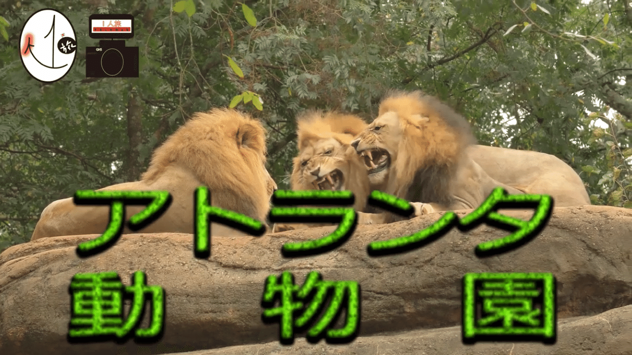 迷い込んだのはゴリラの森 全米最大規模のアトランタ動物園 オダベラー 旅行大学 Note 迷い込んだのはゴリラの森 全米最大規模のアトランタ動物園 オダベラー 旅行大学 Note