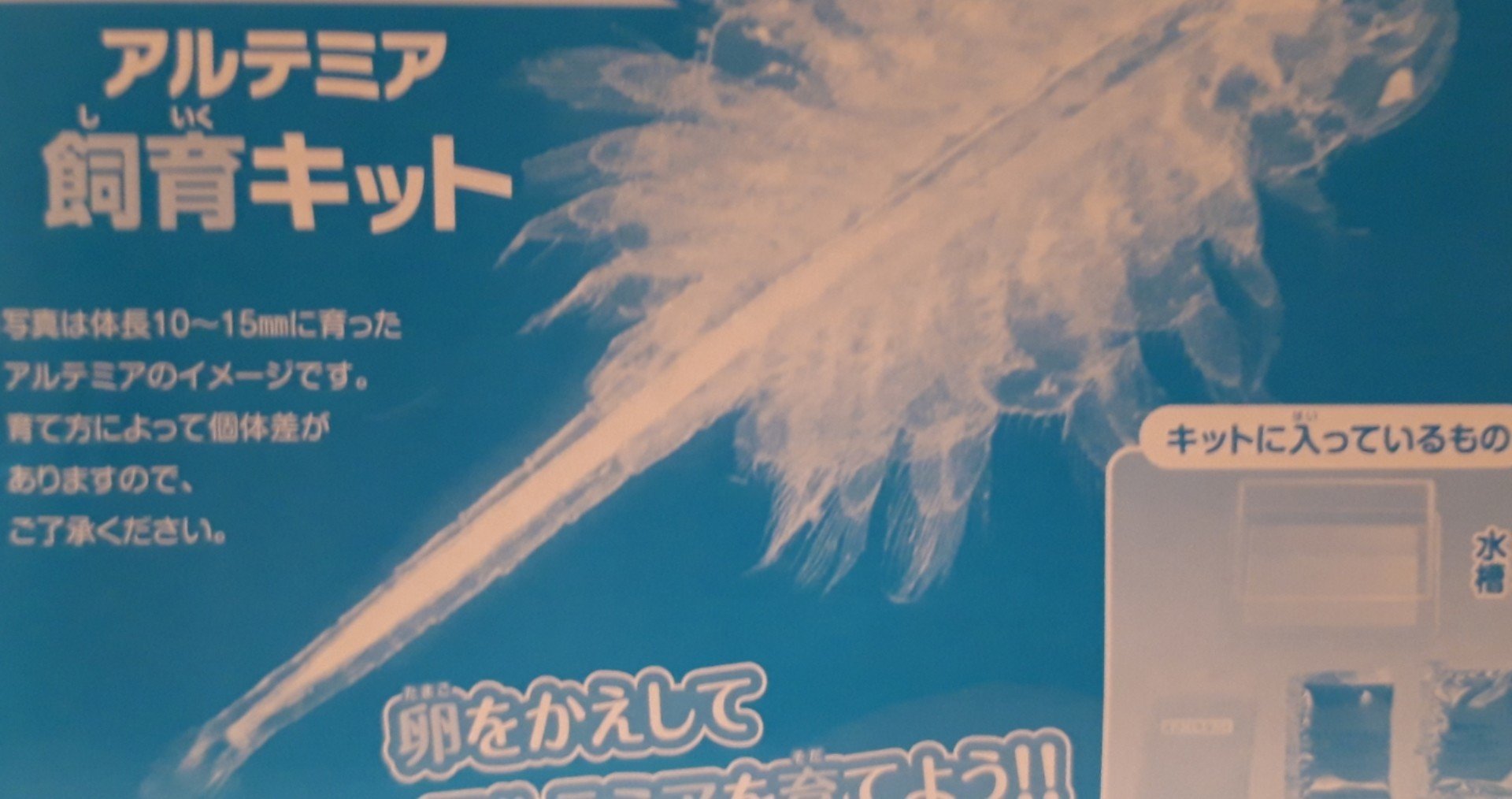 小学校30年生の自由研究 アルテミア飼育 放置 記録 小学校30年生さとる君 A K A パパ隊長 Note 小学校30年生の自由研究 アルテミア飼育 放置 記録 小学校30年生さとる君 A K A パパ隊長 Note