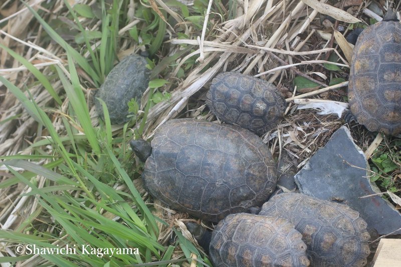 ニホンイシガメの乱獲問題 翔一 Note ニホンイシガメの乱獲問題 翔一 Note