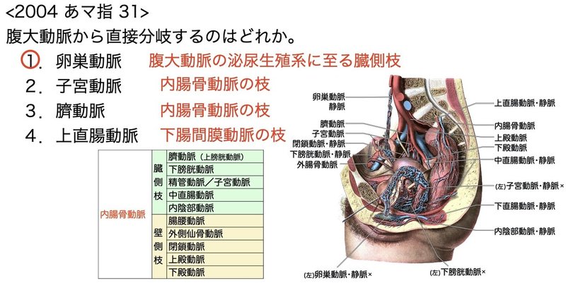 【徹底的国試対策】2-3 循環器系 - 動脈系.164