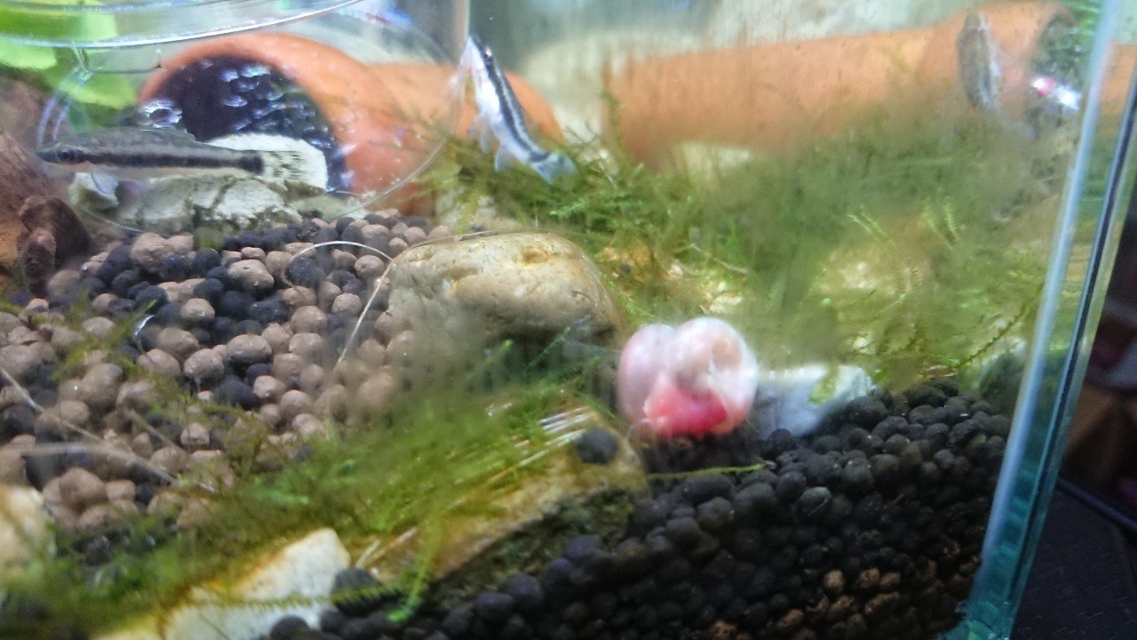 アクアリウムのススメ 玉虫ですよ Note