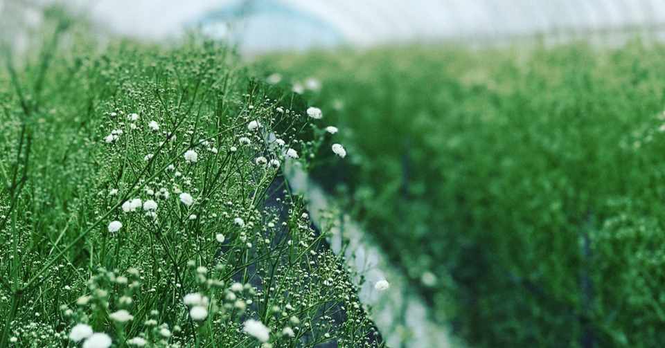 カスミソウを育てる方法 Itohnaoki Note