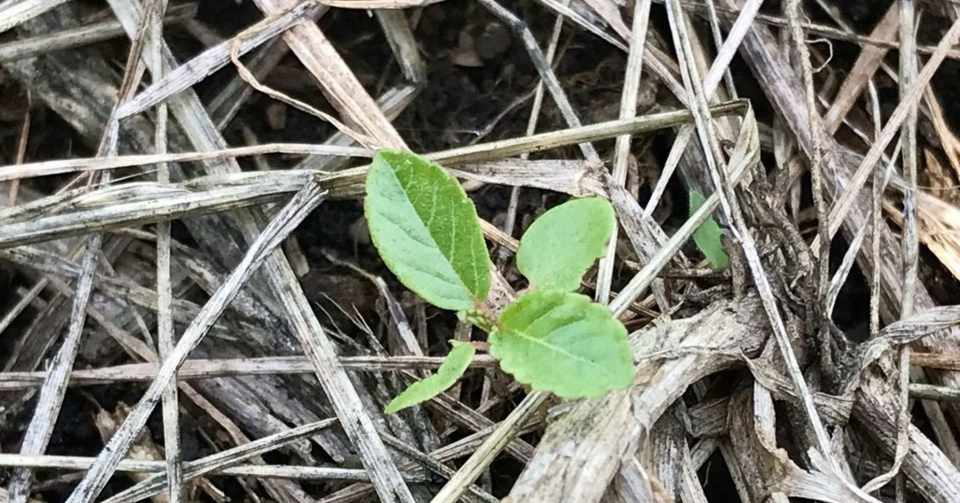 自然農 横浜でもモロヘイヤが発芽してくれました 06 15 こーじー 宮城 幸司 Note