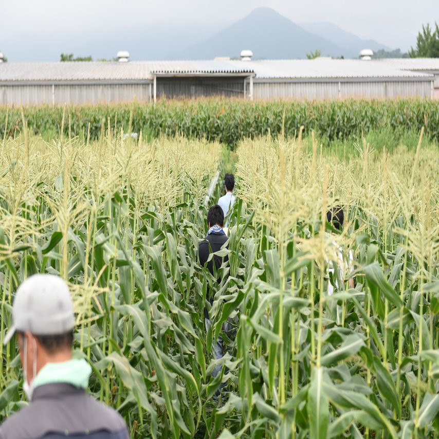 トウモロコシ畑で丸かじり 夏のお野菜満喫の旅 孫の手トラベル Note