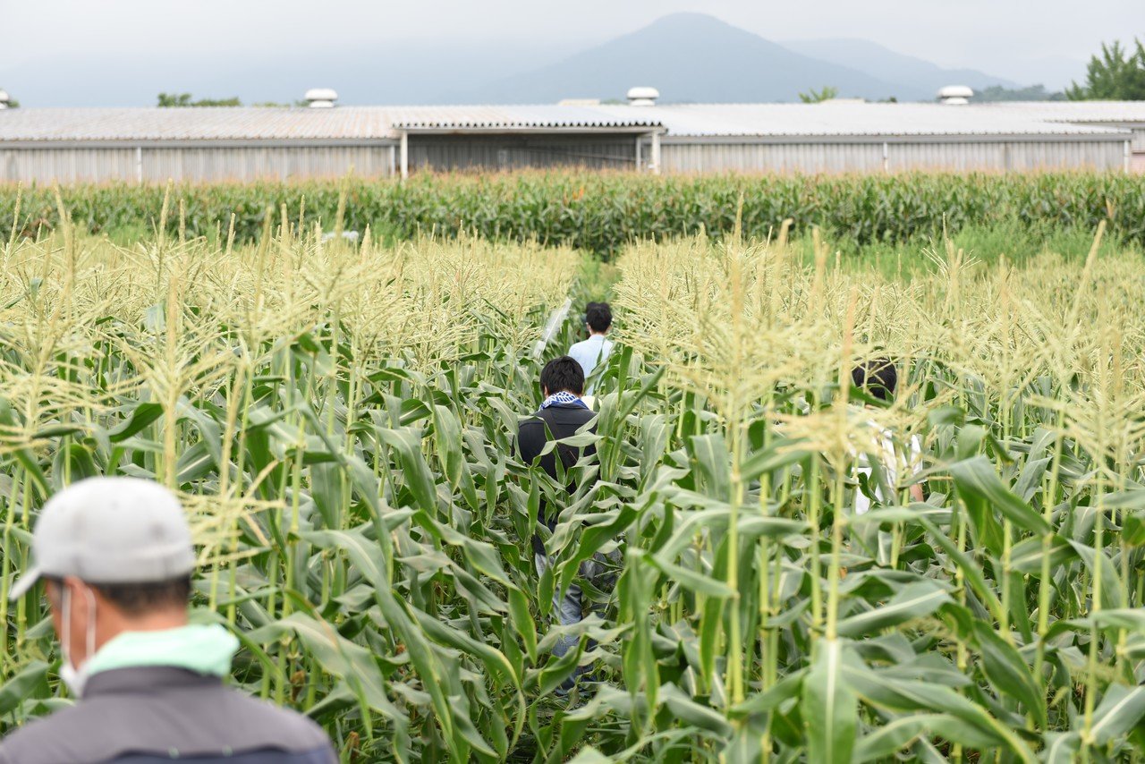 トウモロコシ畑で丸かじり 夏のお野菜満喫の旅 孫の手トラベル Note トウモロコシ畑で丸かじり 夏のお野菜満喫の旅 孫の手トラベル Note