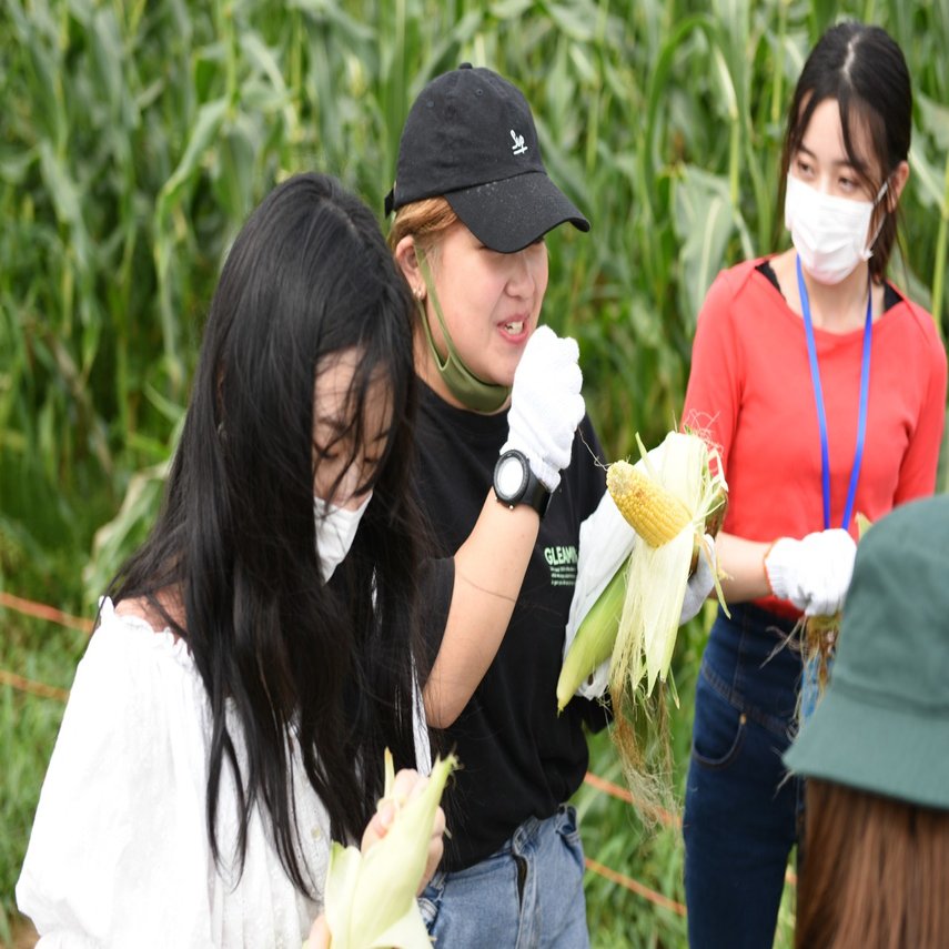 トウモロコシ畑で丸かじり 夏のお野菜満喫の旅 孫の手トラベル Note
