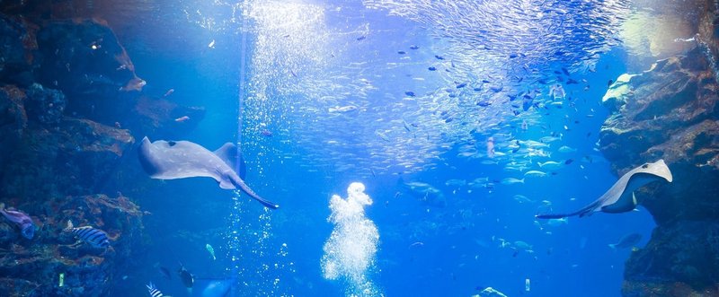 水族館でブレずに上手に写真を撮るコツ In京都水族館 ローズ Note