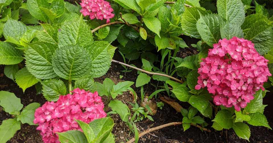 pta会長就任挨拶 文例 める Note