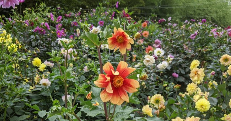 pta総会 会長挨拶 文例 める Note