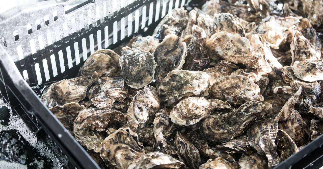 殻つきの牡蠣をもらったけど 家でどうやって食べればいいの 牡蠣マニア Note