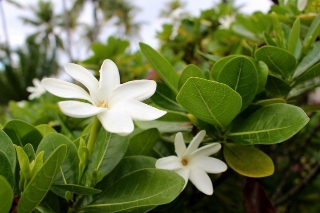 タヒチに行ったつもりの1日 Luna Note タヒチに行ったつもりの1日 Luna Note