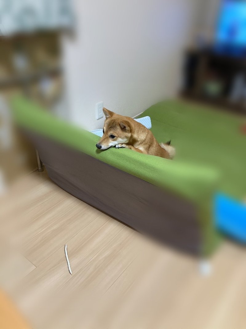 ダイエット日記110日目 今日もご機嫌な犬 むしぱん 料理とアイドルと犬好きの女 Note ダイエット日記110日目 今日もご機嫌な犬 むしぱん 料理とアイドルと犬好きの女 Note