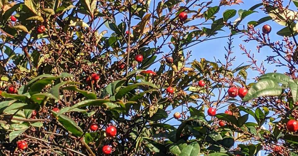 餅つき大会 開会式 pta会長挨拶 文例 pta主催お餅つき大会の意義 める Note