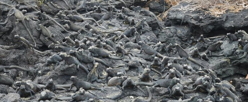 2016年7月31日　旅32日目 ガラパゴス（4日目）：海イグアナの大量死を目の当たりにして、「環境保護」についてあらためて考えた。