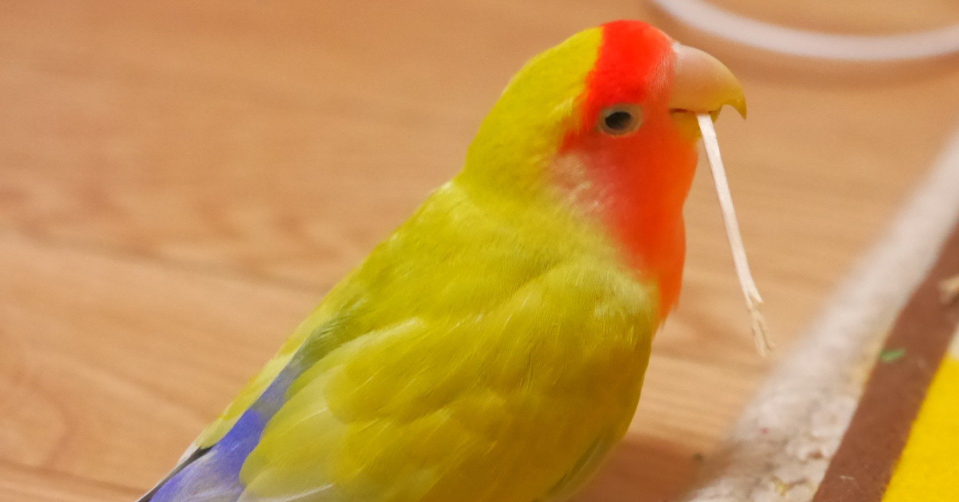 さかさまインコ 美紗 Note