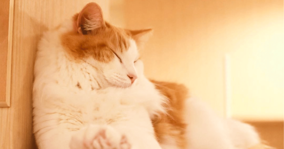 もふもふの動物様 専用-