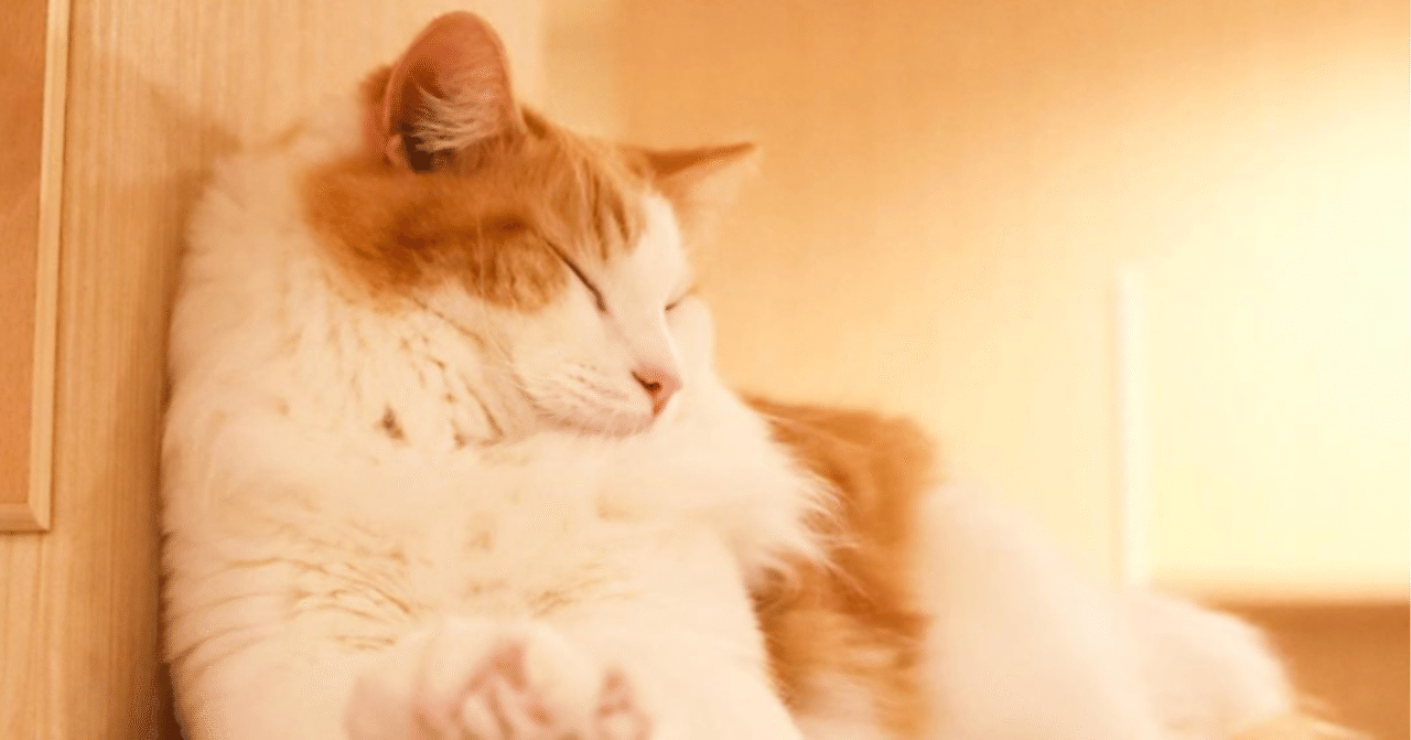 仕事でつかれたときに見ると癒されるもふもふな生き物動画まとめ 猫 アヒル うさぎ ハムスター リス モルモット たけし エンジニア転職支援 フォロバ100 Note