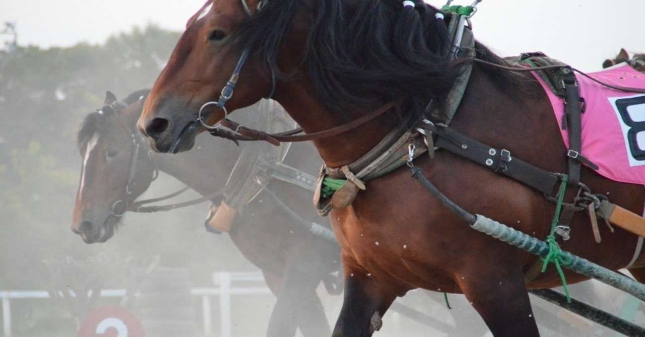 ばんえい 競馬 予想 ばんえい競馬の予想のコツは 的中率を上げる5つのポイント