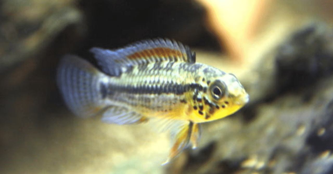 Ap.フィールフレック F1幼魚6匹 rectangle_large_type_2_619200a
