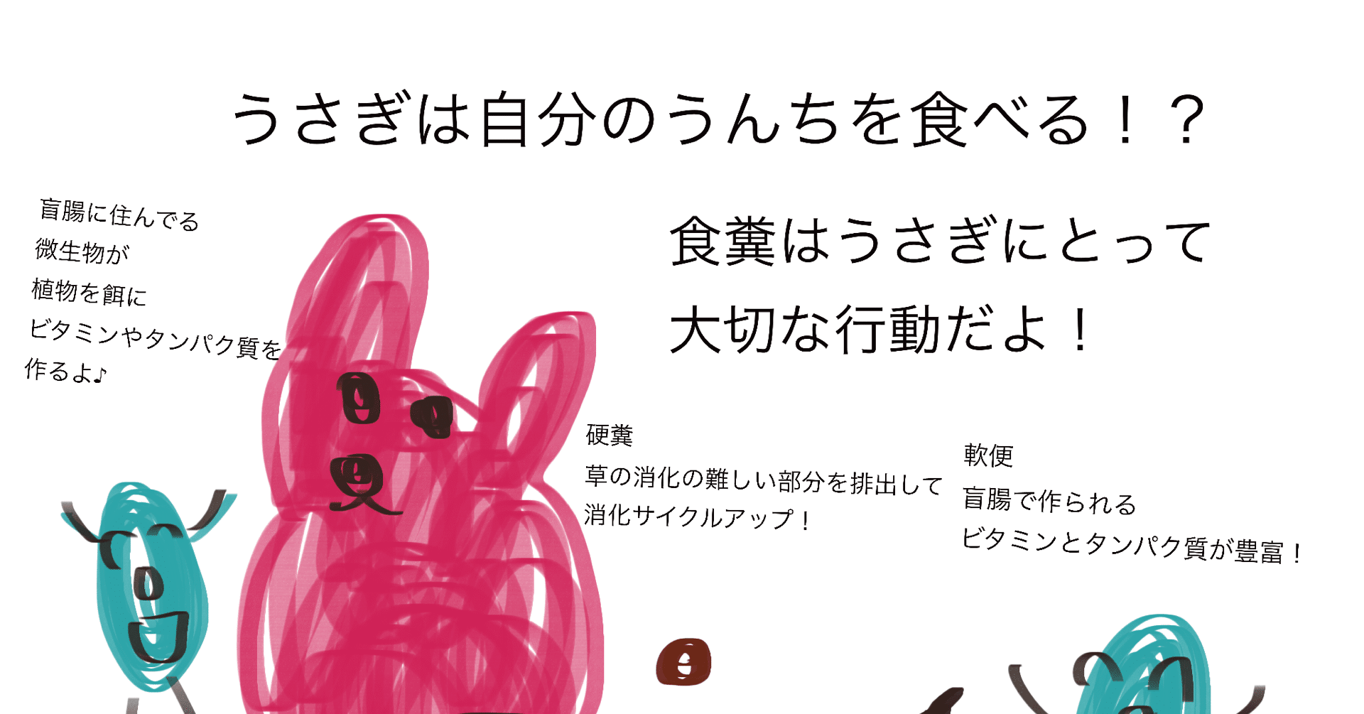 うさぎは自分のうんちを食べる 獣医師ふーの 獣医さんとやってみよう自由研究 Note うさぎは自分のうんちを食べる 獣医師ふーの 獣医さんとやってみよう自由研究 Note