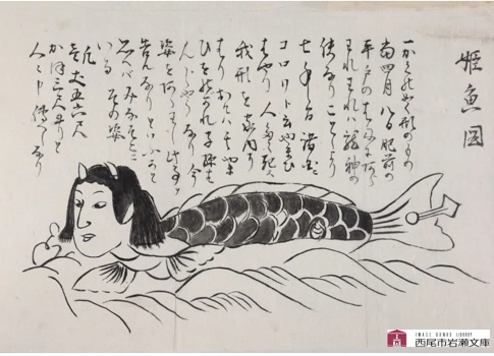 姫魚