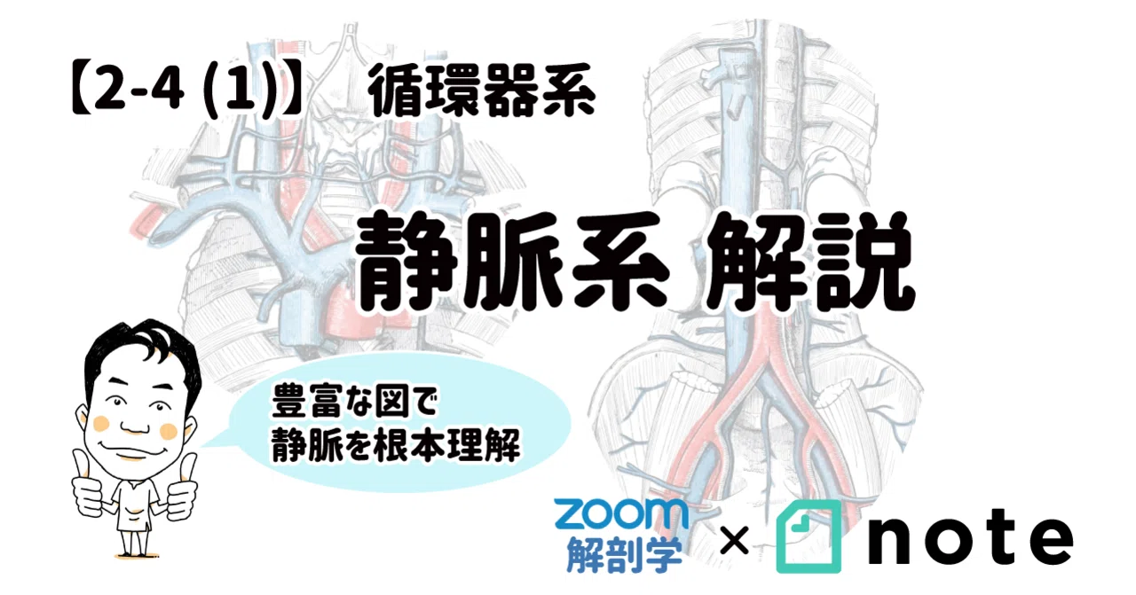 2-4(1)】循環器系 - 静脈系 解説｜かずひろ先生（黒澤一弘｜解剖×教育×AI）