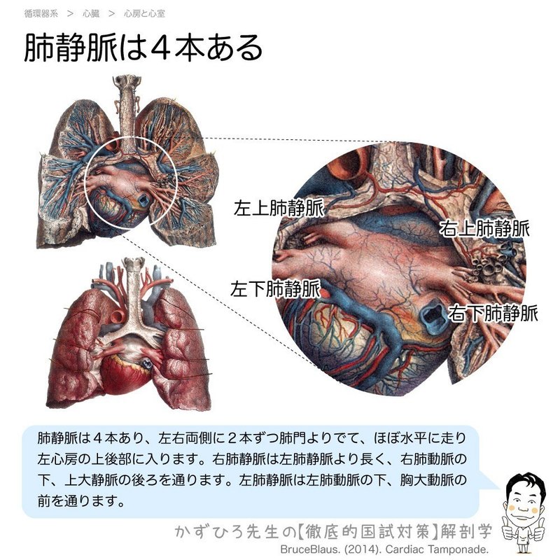 循環器系-肺静脈は４本ある-SQ
