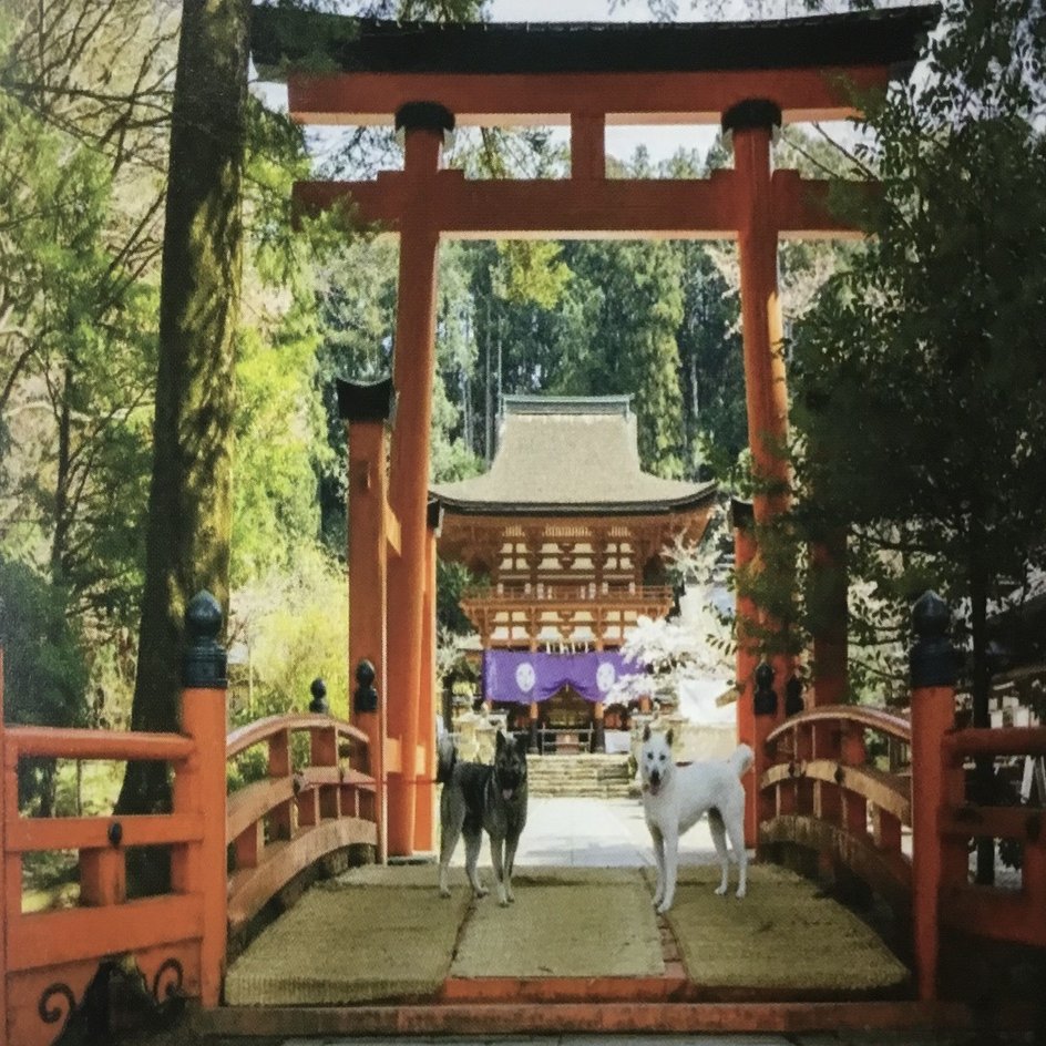丹生都比売神社のご神犬が二頭となりました⛩｜高野山法徳堂/空海と