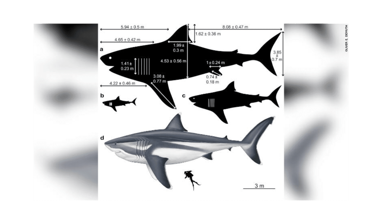 Vast size of prehistoric megalodon shark, which had a fin as
