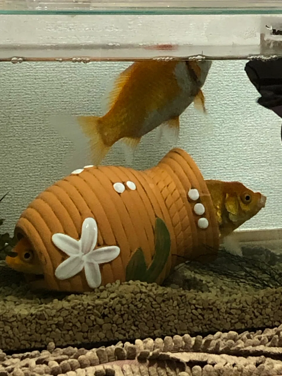たこつぼ 金魚つぼ Koyoshi Note たこつぼ 金魚つぼ Koyoshi Note