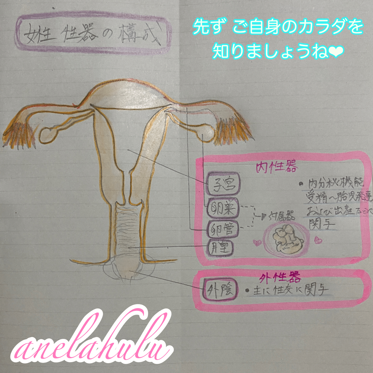 ズバリ 解りやすい女性のカラダ図鑑 女性専門訪問型オイルマッサージ Anelahulu ー アネラフル Note ズバリ 解りやすい女性のカラダ図鑑 女性専門訪問型オイルマッサージ Anelahulu ー アネラフル Note