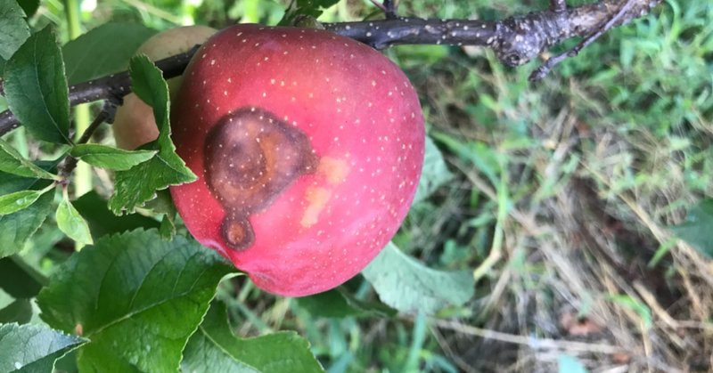 りんご輪紋病かもしれません Atsuko Nagai りんごをもっとたのしもう Note