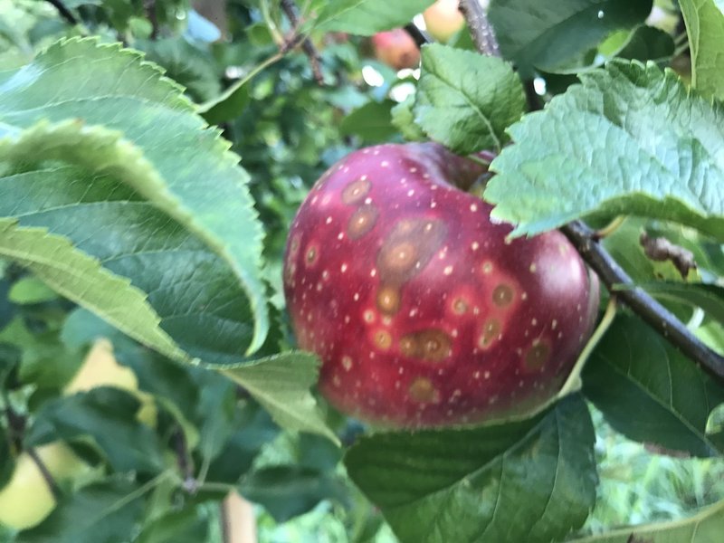 りんご輪紋病かもしれません Atsuko Nagai りんごをもっとたのしもう Note