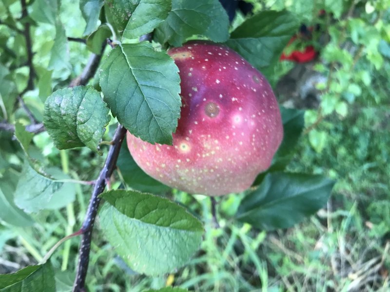 りんご輪紋病かもしれません Atsuko Nagai りんごをもっとたのしもう Note