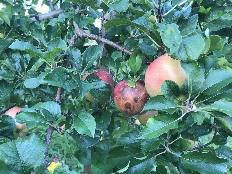 りんご輪紋病かもしれません Atsuko Nagai りんごをもっとたのしもう Note