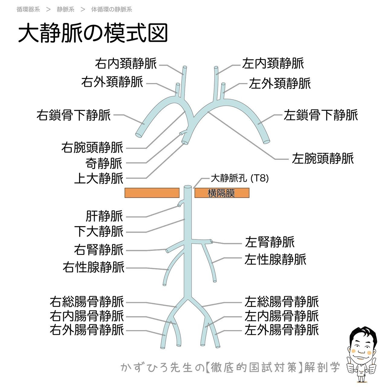 2 4 1 循環器系 静脈系 解説 かずひろ先生 黒澤一弘 解剖学 Note 2 4 1 循環器系 静脈系 解説 かずひろ先生 黒澤一弘 解剖学 Note