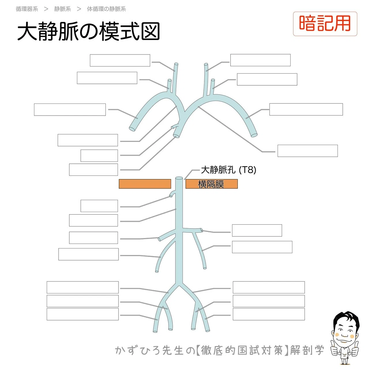 2-4(1)】循環器系 - 静脈系 解説｜かずひろ先生（黒澤一弘｜解剖×教育×AI）