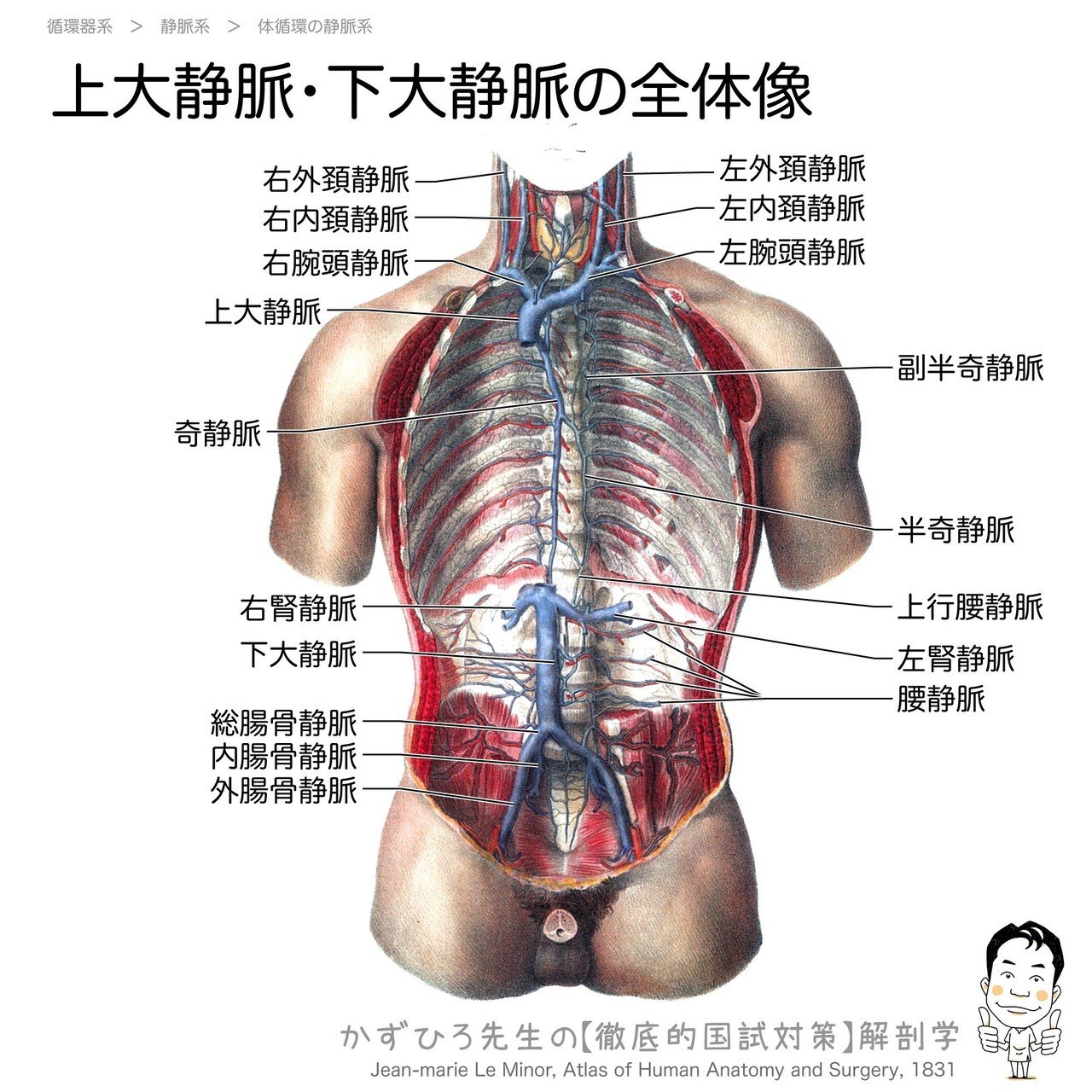 肺静脈図
