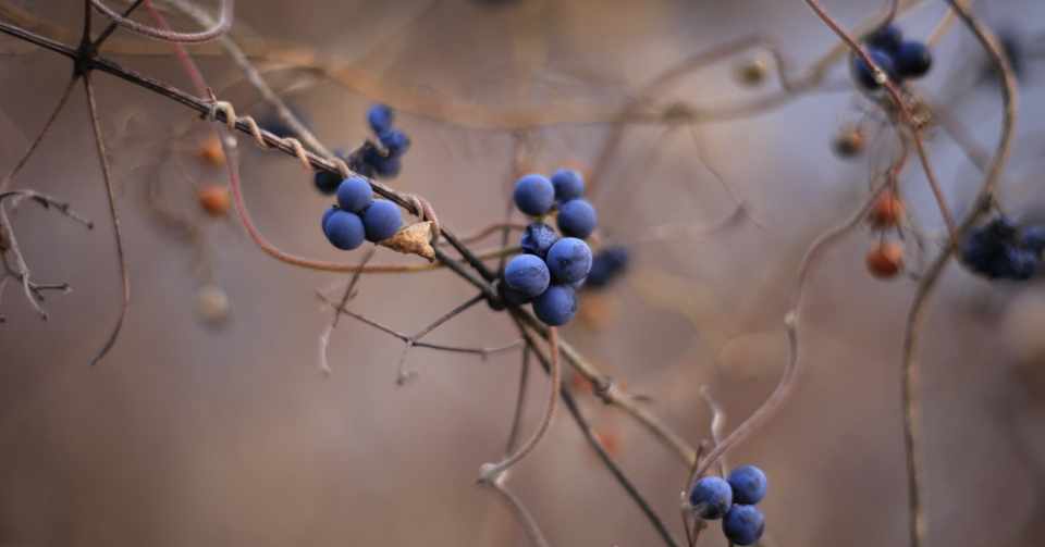 ブルーベリーの枝を折ってはいけない はな Note