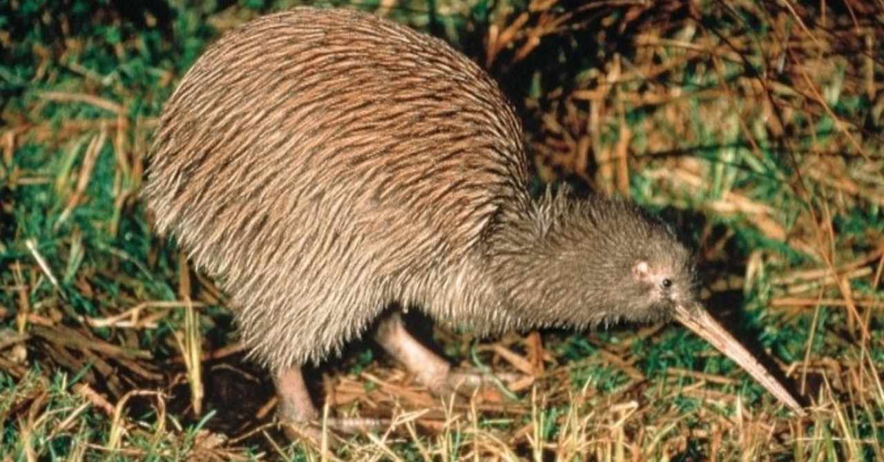 Kiwi の新着タグ記事一覧 Note つくる つながる とどける