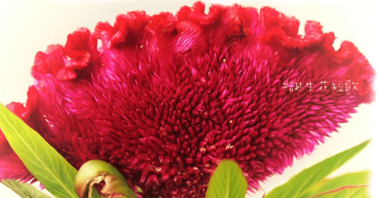 9月5日 誕生花は鶏頭 誕生花短歌 御子柴 流歌 Note 9月5日 誕生花は鶏頭 誕生花短歌 御子柴 流歌 Note