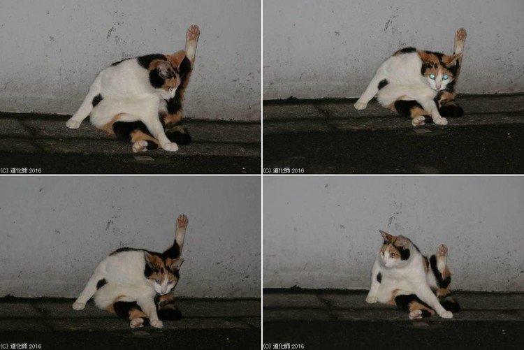 #photo #写真 #cat #猫 #ねこ #ネコ #猫写真 #ねこのきもち #癒し #yoga #ヨガ #ヨーガ