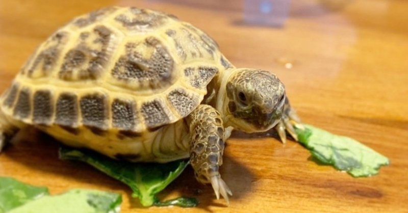 リクガメの赤ちゃんを飼ってはいけない理由 あきやん Note
